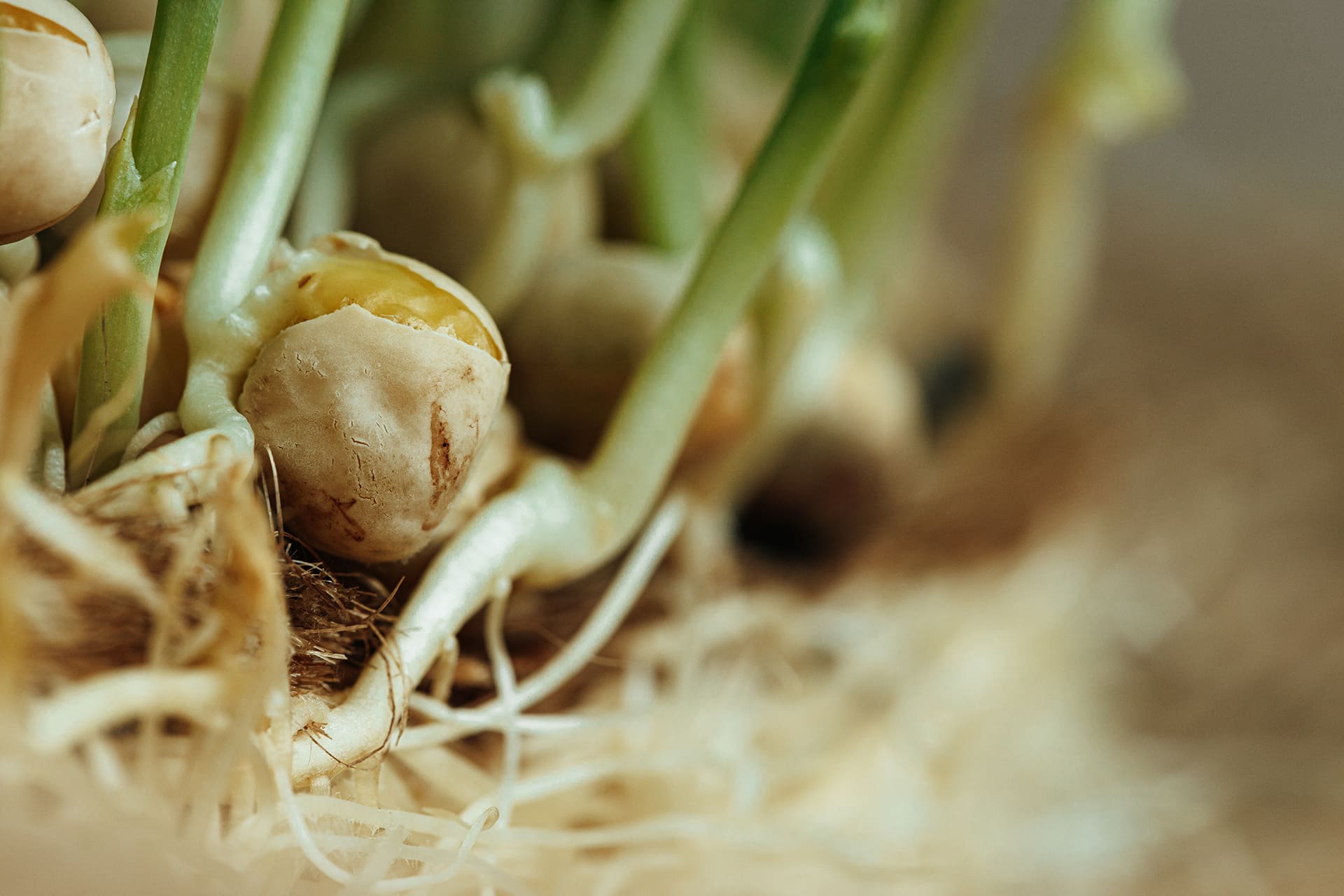 plant protection, roots shield, healthy plants soil.