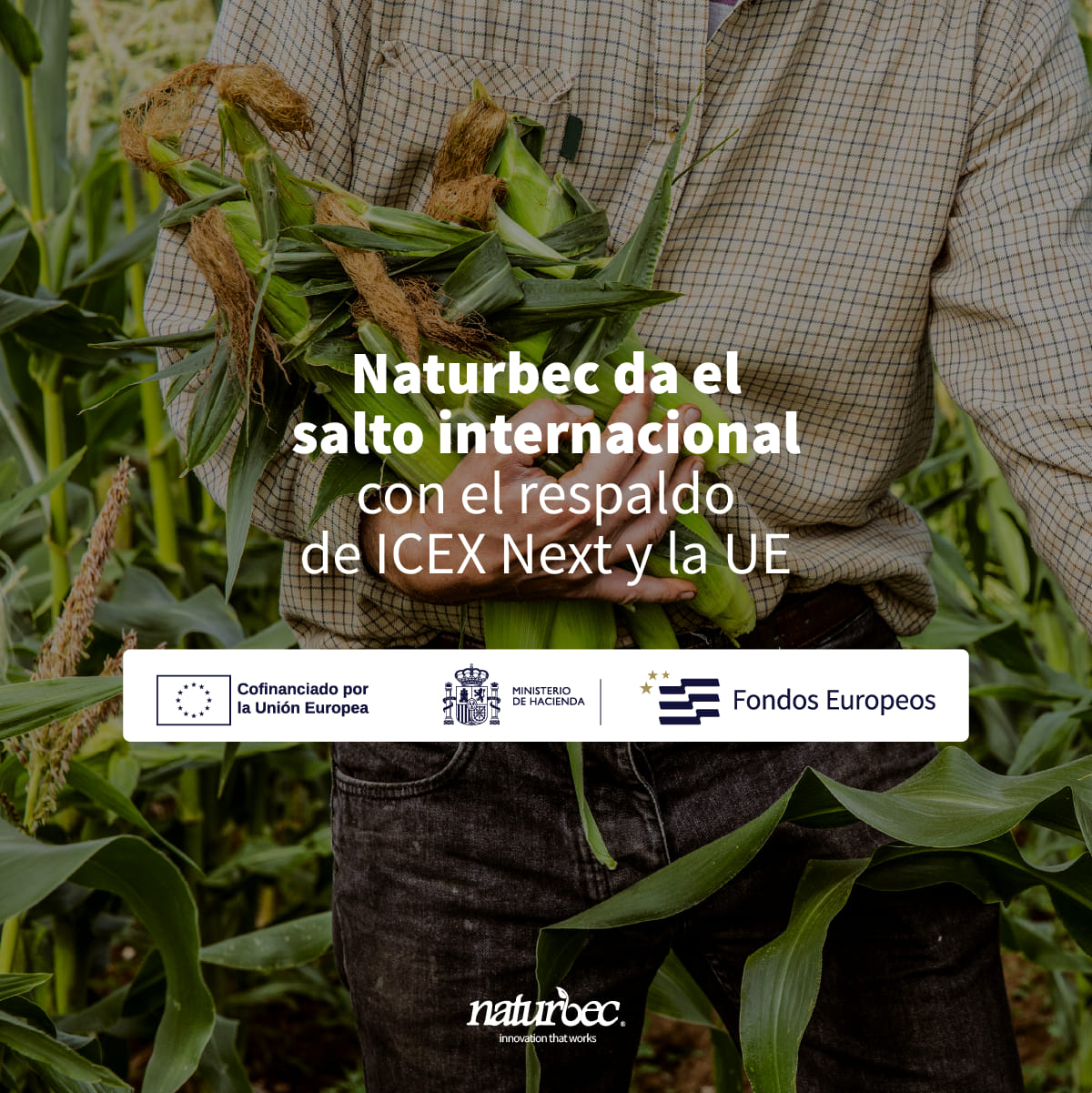 Agricultor sosteniendo mazorcas de maíz en un campo, con mensaje de Naturbec sobre su expansión internacional con apoyo de ICEX Next y la Unión Europea.