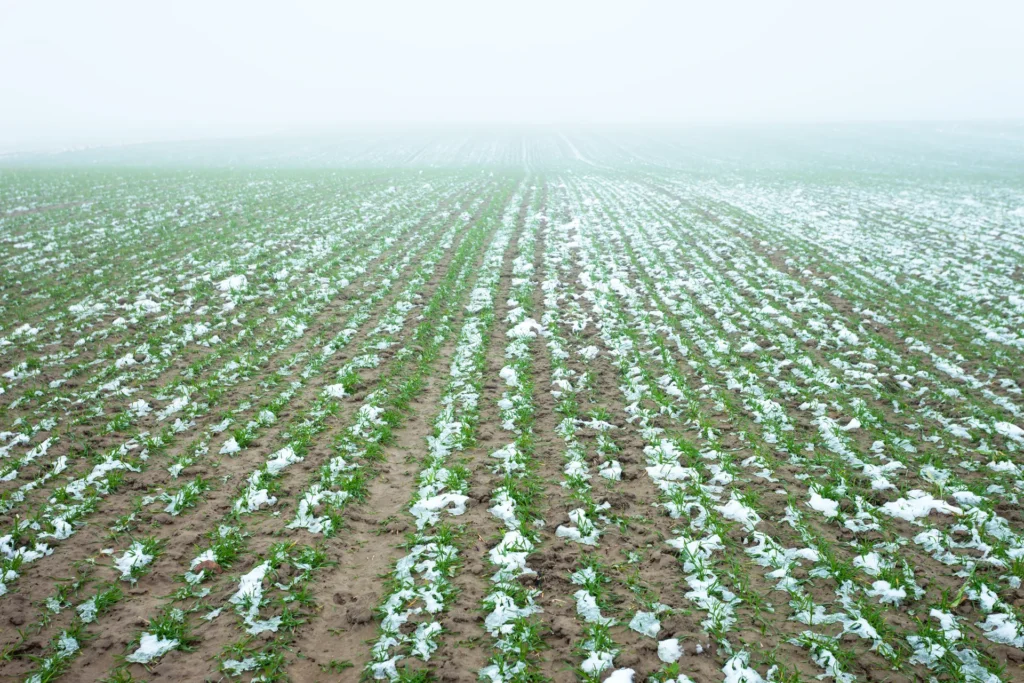 Cultivo agrícola en reposo invernal con suelo parcialmente cubierto de nieve, clave para la regeneración del suelo y la planificación agrícola sostenible.