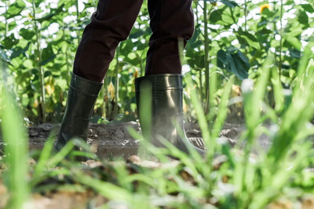 Agricultor en campo agrícola caminando sobre suelo sano, representando prácticas de agricultura sostenible, cuidado del suelo y productividad agrícola.