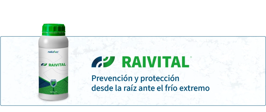 Banner de raivital, bioestimulante de Naturbec para la prevención y protección desde la raíz frente al frío extremo en cultivos.