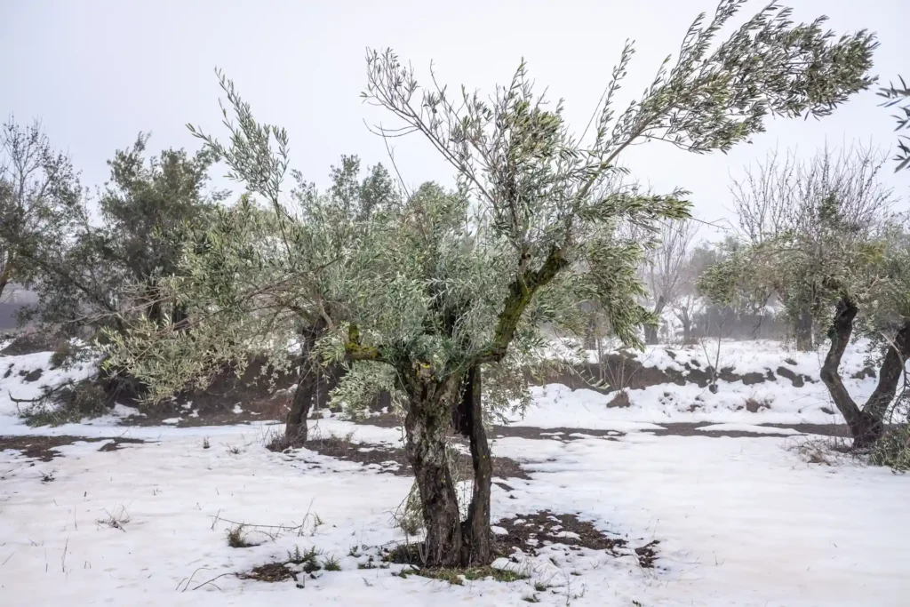 Olivar cubierto de nieve tras una helada invernal, con olivos expuestos a bajas temperaturas y suelo agrícola helado.