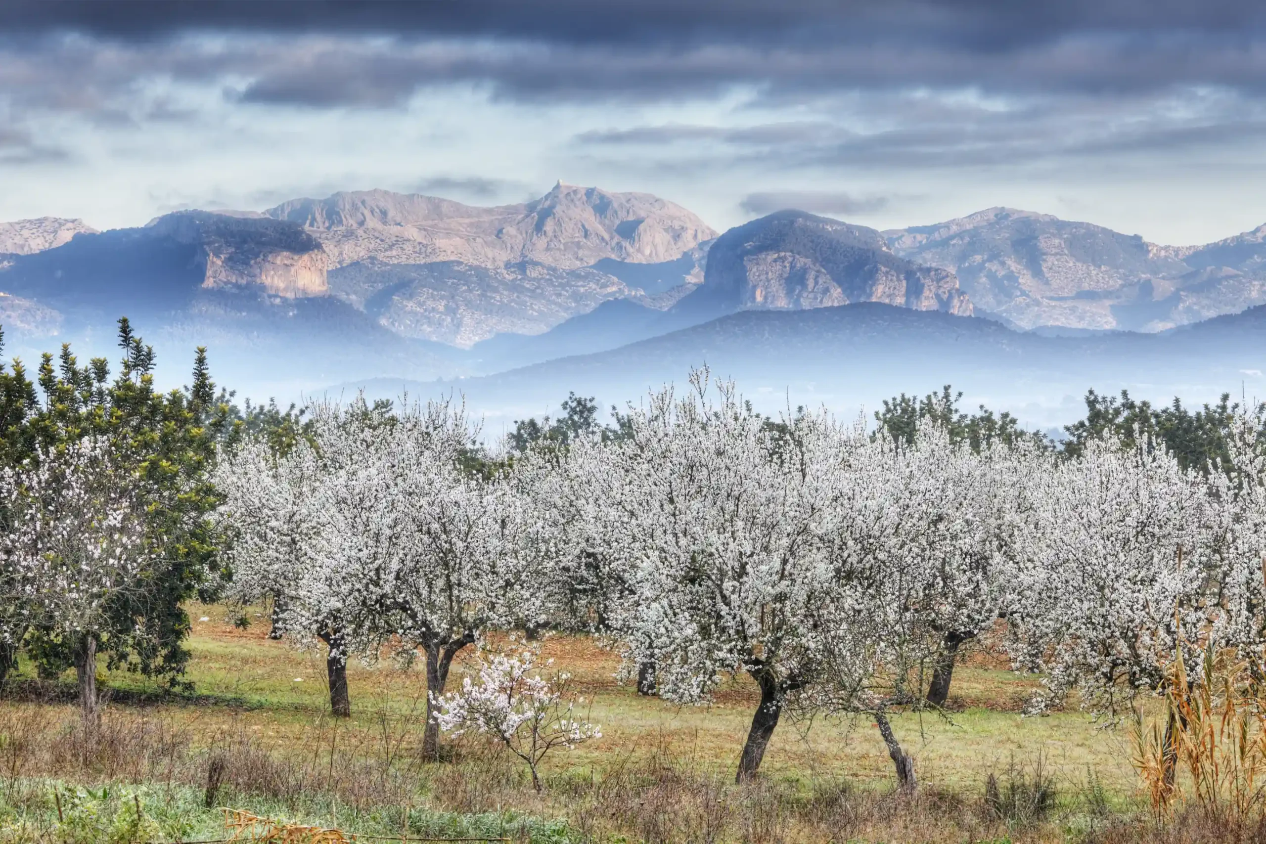 Almendros en flor tras una helada invernal, con suelo agrícola y montañas al fondo bajo un cielo nublado, paisaje agrícola mediterráneo.